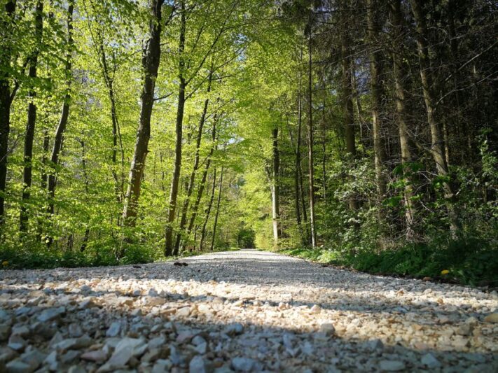väg i skog